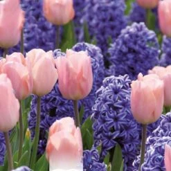 Hyacinth Blue And Tulip Pink (Pack Of 15)