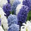 Hyacinth Ocean Blend (Pack Of 8)