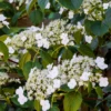 Hydrangea Petiolaris Climbing Shrub (9cm)