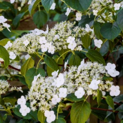 Hydrangea Petiolaris Climbing Shrub (9cm)