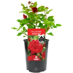 In Loving Memory Rose - Memorial Gift