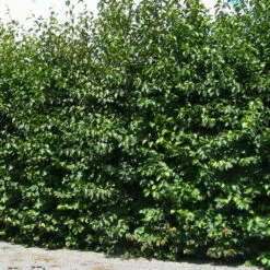 Italian Alder Bare Root Hedge (2ft - 3ft)