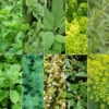 Itallian Herb Mix - 6 Plant - Garden Kitchen Herb For Cooking