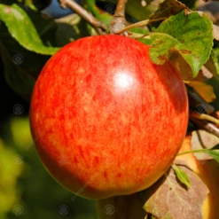 James Grieve Apple Tree