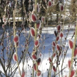 Japanese Pink Pussy Willow Tree