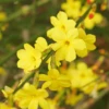 Jasminum Nudiflorum (9cm)