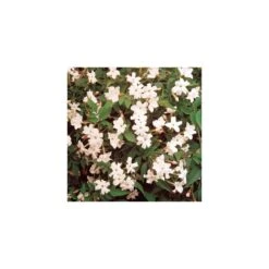 Jasminum Officinale Common Jasmine (9cm)