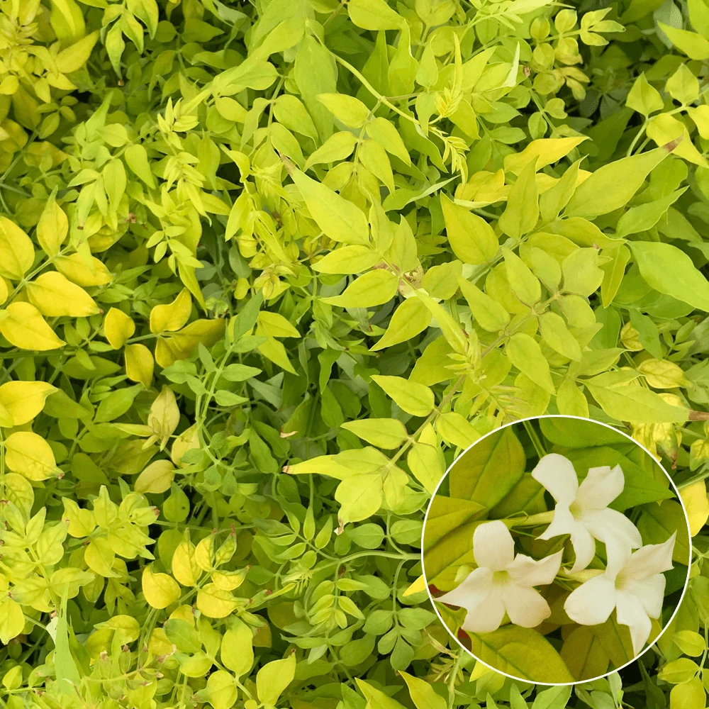 Jasminum Officinale Fiona Sunrise Jasmine Deciduous Shrub Hardy 1 Jasminum Officinale Fiona Sunrise Jasmine Deciduous Shrub Hardy