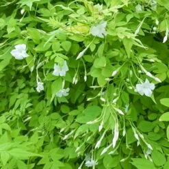 Jasminum Officinale Sunbeam