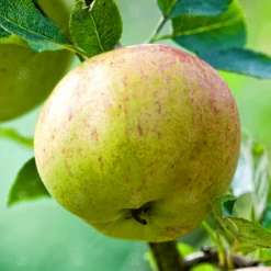 Jupiter Apple Tree