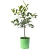 Kaffir Lime Tree