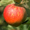 Kidds Orange Red Apple Tree