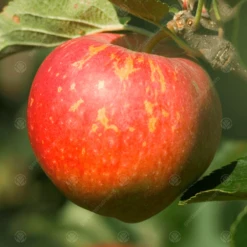 Kidds Orange Red Apple Tree