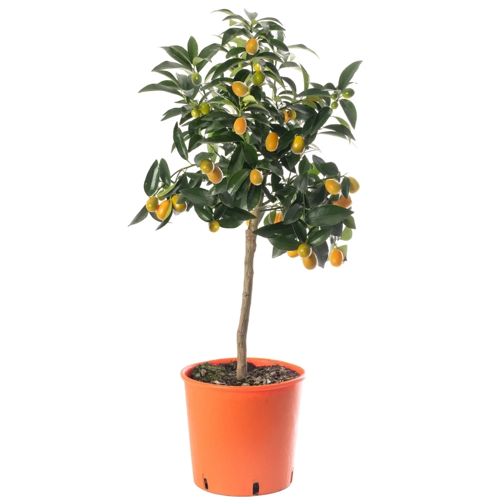 Kumquat Tree 1 Kumquat Tree