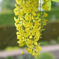Laburnum X Watereri Vossii Tree