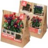 Lasagne Planting Bulb Mix - Red And Purple (Pack Of 40)