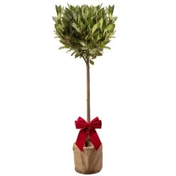 Laurus Nobilis Patio Bay Tree In Festive Christmas Wrapping