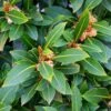 Laurus Nobilis Shrub