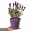 Lavandula Stoechas (2L)