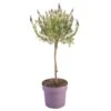 Lavandula Stoechas Anouk Patio Tree