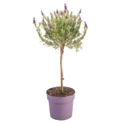 Lavandula Stoechas Anouk Patio Tree