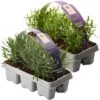 Lavender & Rosemary (2 X 6 Packs)