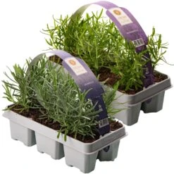 Lavender & Rosemary (2 X 6 Packs)