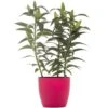 Lilium Orientalis - Pink