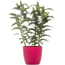 Lilium Orientalis - Pink