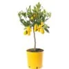 Limequat Tree