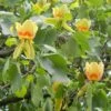 Liriodendron Tulipifera Tree