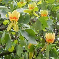 Liriodendron Tulipifera Tree