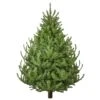 Lodgepole Pine Fresh Cut Christmas Trees