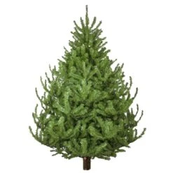 Lodgepole Pine Fresh Cut Christmas Trees