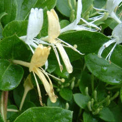 Lonicera Japonica Halliana