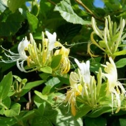 Lonicera Japonica Halls Prolific