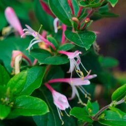 Lonicera Japonica Red World