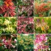Lonicera Mix (3 Plants)