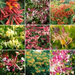 Lonicera Mix (3 Plants)