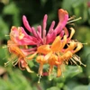 Lonicera X Heckrottii Gold Flame (9cm)