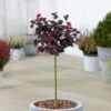 Loropetalum Black Pearl Patio Tree