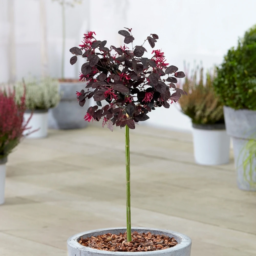Loropetalum Black Pearl Patio Tree 1 Loropetalum Black Pearl Patio Tree