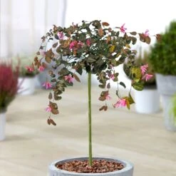 Loropetalum Chinense Fire Dance Patio Tree