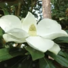 Magnolia Grandiflora Exmouth Tree