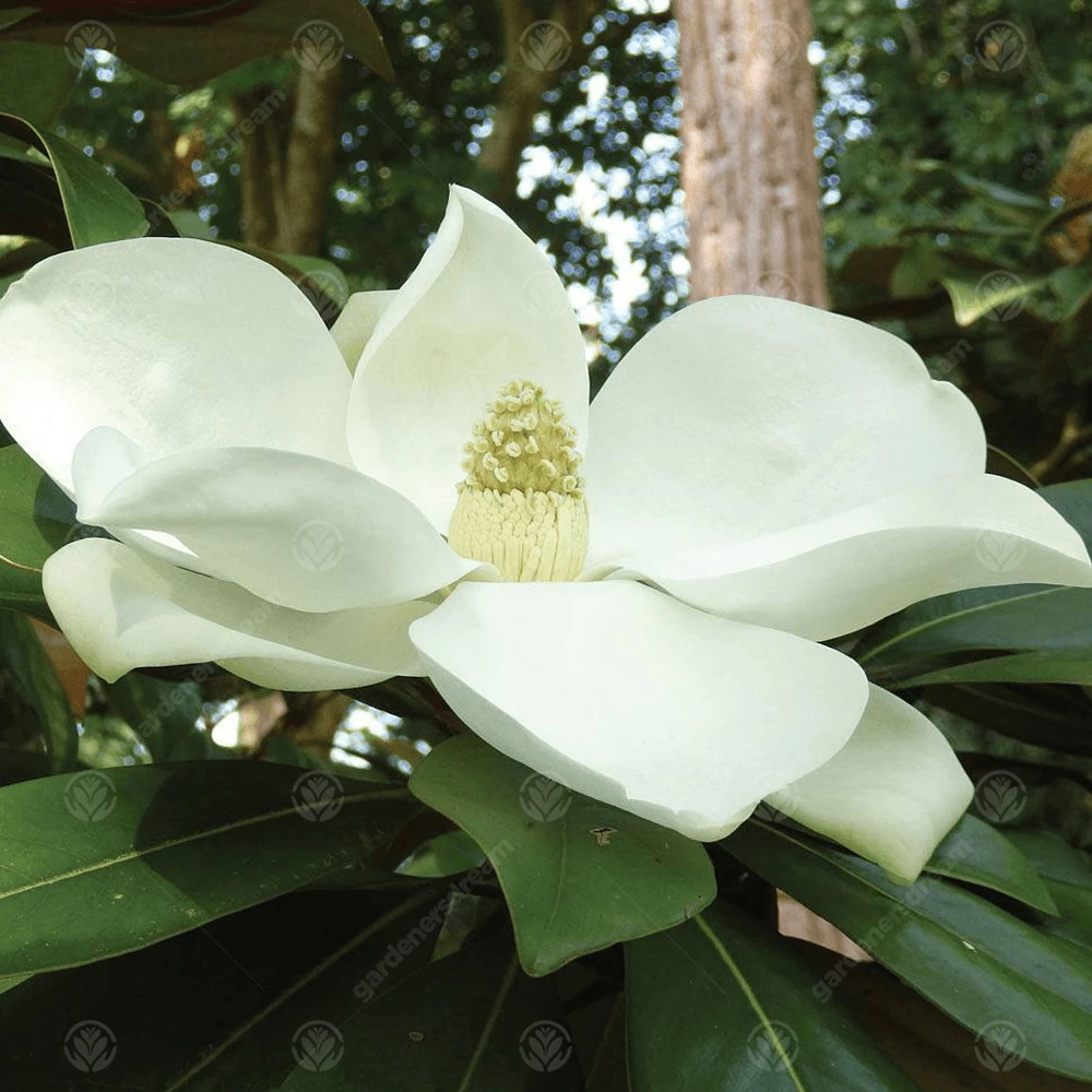 Magnolia Grandiflora Exmouth Tree 1 Magnolia Grandiflora Exmouth Tree