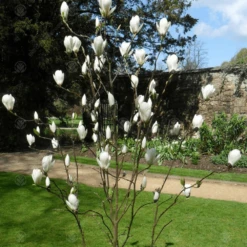 Magnolia Manchu Fan Tree