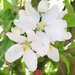 Malus Jelly King Tree