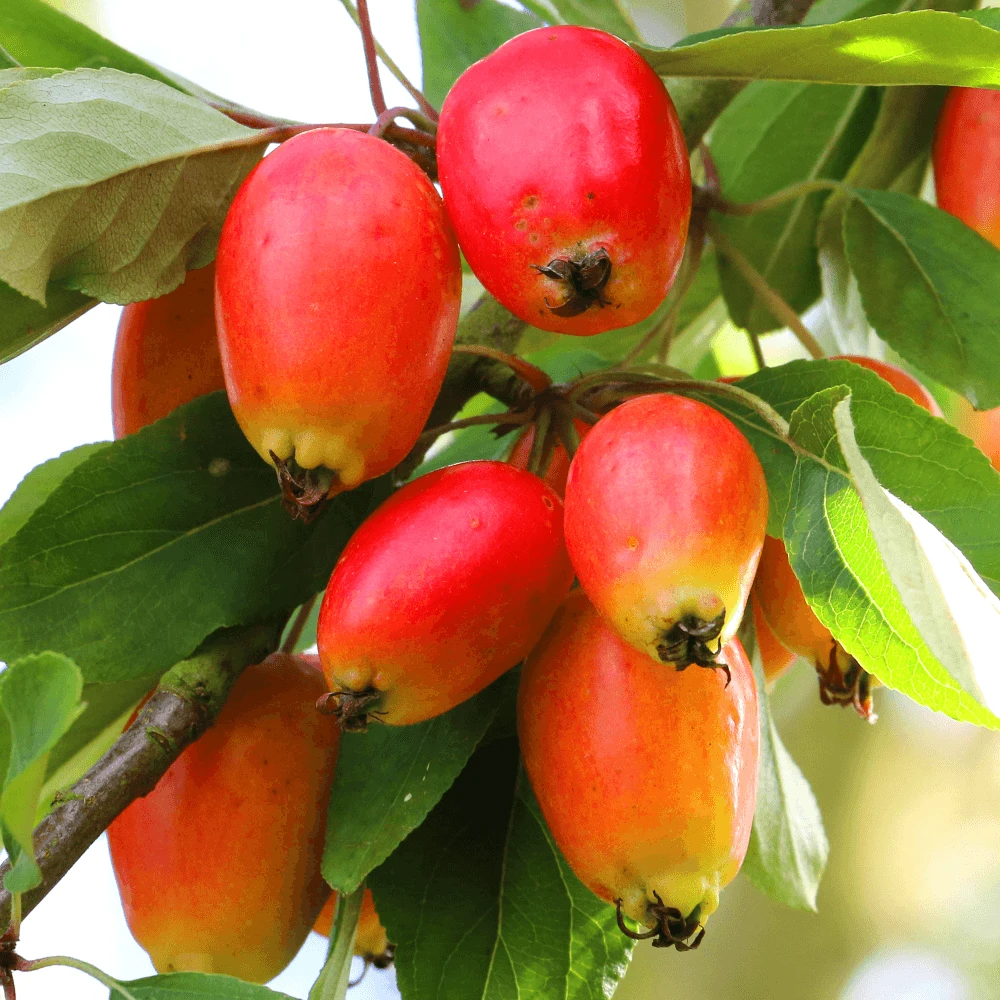 Malus John Downie Tree 1 Malus John Downie Tree