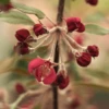 Malus X Purpurea Crimson Cascade Tree
