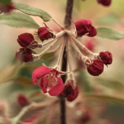 Malus X Purpurea Crimson Cascade Tree